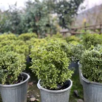 فروش گل کاملیا، ونعنایی ،پایه مورد،