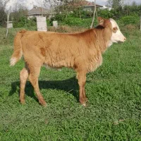 گاو چالوسی شیری وگوساله ماده سیمینتال|حیوانات مزرعه|رشت, جماران|دیوار