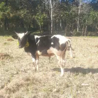 گوساله نر...