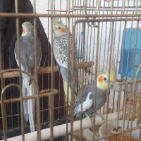 عروس هلندی مولد