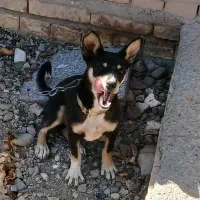 سگ پاپی ۱۰ ماهه