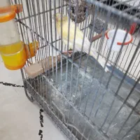 قناری ماده|پرنده|اهواز, پردیس|دیوار