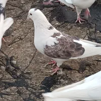 کبوتر تهرانی|پرنده|پاکدشت, پاکدشت (مامازند)|دیوار