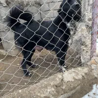 قدرجونی لاس