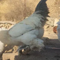 جوجه گلین