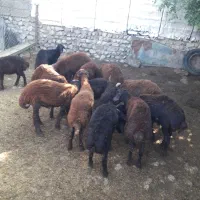 هفت بره نر فروشی  به انتخاب خودت بردار
