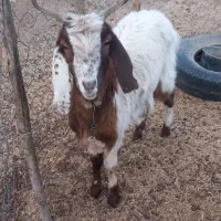 مراوه تپه گوگدره|حیوانات مزرعه|مراوه, |دیوار