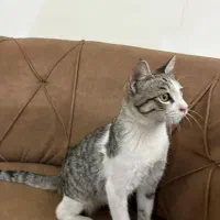 ۴ تا گربه dsh واگذاری