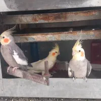 عروس هلندی عنبرآباد|پرنده|عنبرآباد, |دیوار