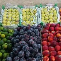 فروش میوه