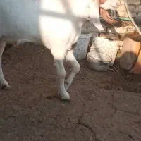 بز افغانی نر|حیوانات مزرعه|رامشیر, |دیوار