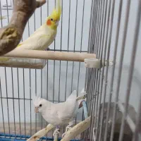 عروس هلندی|پرنده|شیراز, احمدآباد|دیوار