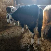 خرید فروش گاو گوساله