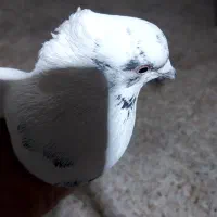 دو عدد کبوتر حبش طاووسی و کوهی سیاه