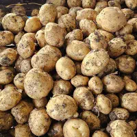 سیب‌زمینی بذری آگریا ، قوچان