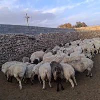 30راس‌میش‌فروشی