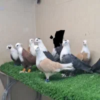 کبوتر کفتر کلاغ کربلایی|پرنده|مشهد, امیرآباد|دیوار