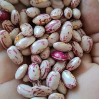 لوبیا چیتی امساله زود پز و بذری تناژ بالا