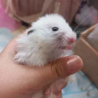 دو عدد همستر