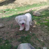 سگ ماده شیتزو