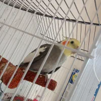 پرنده|پرنده|نی‌ریز, |دیوار