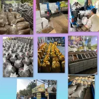 نیازمند ۲نیروی کار آقا