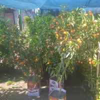 فروش نهال مرکبات وسیاه ریشه نهالستان نوین