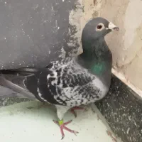 پلاکی