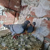 دوبر مسافتی