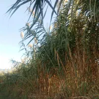 درخدمت مشتری هستیم نهال