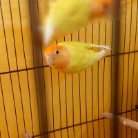 کوتوله سرلاکی فنچ مرغ عشق عروس هلندی