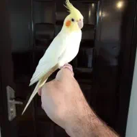 عروس هلندی ماده رام لوتینو بالغ