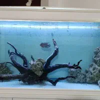 سه عدد آکواریم شرکتی|ماهی|گلبهار, شهر جدید گلبهار|دیوار