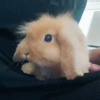 خرگوش لوپ خوشمزه|موش و خرگوش|قائمشهر, |دیوار