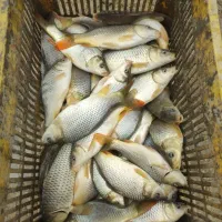 فیتوفاک بیگهد کپور|ماهی|ایلام, |دیوار