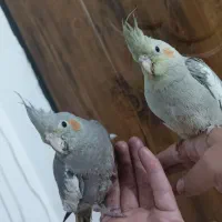 عروس هلندی