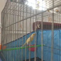 قناری دو عدد مست مست|پرنده|بروجرد, |دیوار