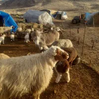 کر ماده درجه یک باب گله