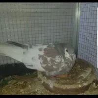 جفت یال الماسی پرگل