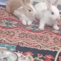 خرگوش|موش و خرگوش|الوند, |دیوار