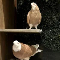 کفتر شازده زرد|پرنده|تهران, پونک|دیوار