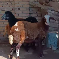 توقلی ماده درجه ۱