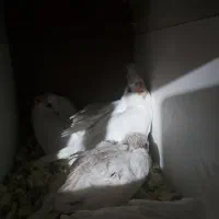 جوجه عروس هلندی و مولد