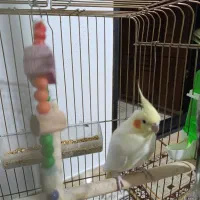 فروش عروس هلندی نر|پرنده|نقده, |دیوار