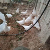 فروش کبوتر