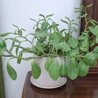 گل طبیعی|گل و گیاه طبیعی|دورود, |دیوار