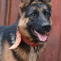 سگ  ژرمن  1.5 ساله