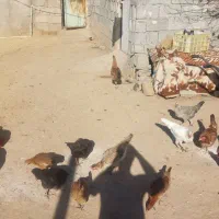 خروس کردی|حیوانات مزرعه|روانسر, |دیوار