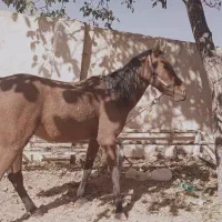 فروش اسب نژاد کرد|حیوانات مزرعه|فارسان, |دیوار