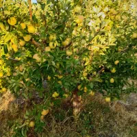 کار اطرف صوفیان